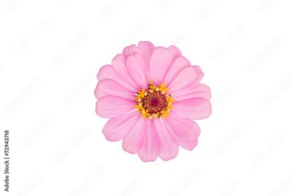 Natural colorful Zinnia,flower in isolate on white.