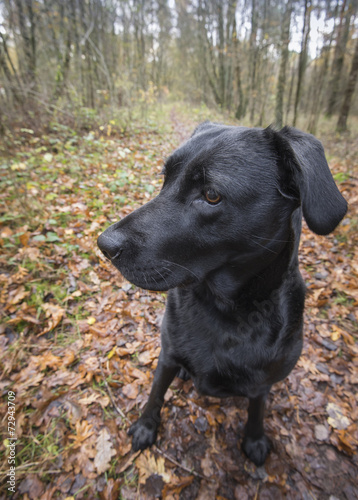 Wallpaper Mural Lola Torontodigital.ca