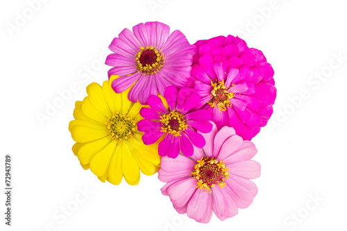 Natural colorful Zinnia flower in isolate on white.