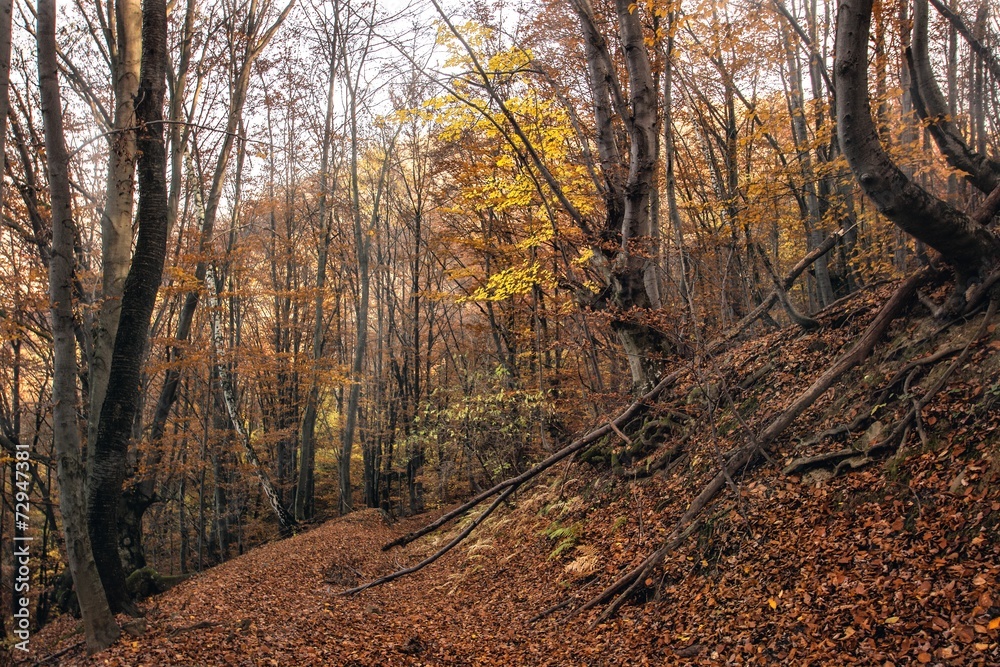 Obraz premium Road through the forest