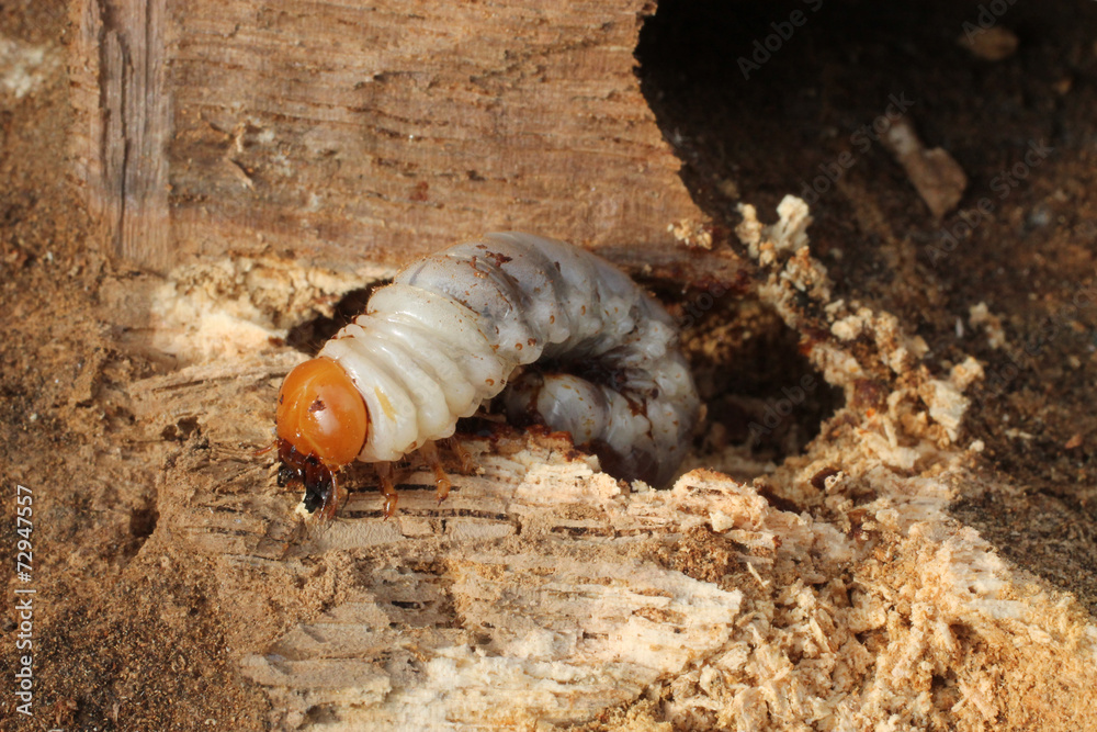 Insecte larve capricorne sur bois de chêne Stock Photo Adobe Stock Insecte larve capricorne sur bois de chêne Stock Photo Adobe Stock