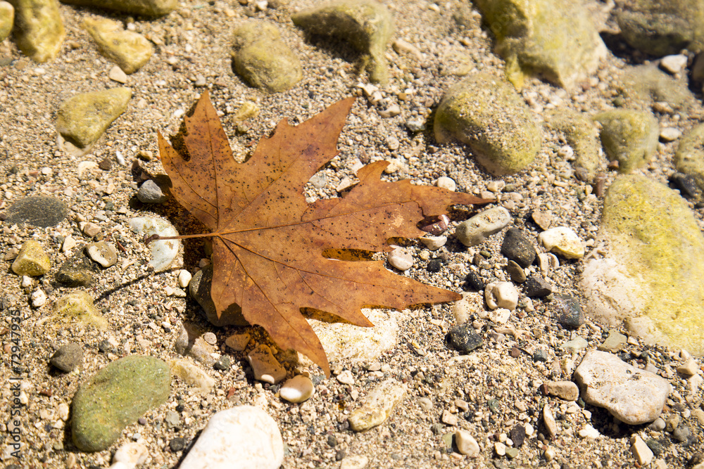 Red dry maple leaf in the river water Red dry maple leaf in the river water