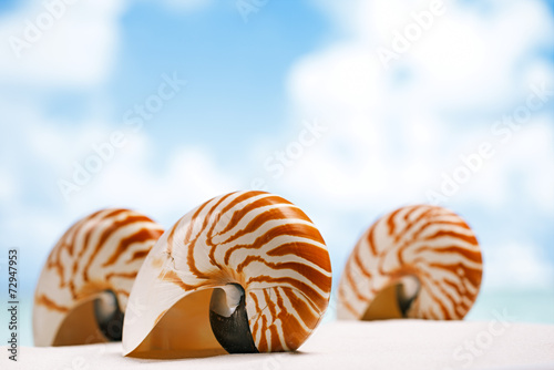 nautilus shell on white Florida beach sand under the sun light