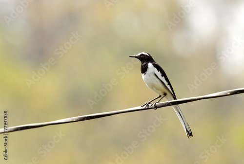 Beautiful White-browed wagtail