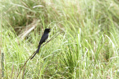 Black Drongo perched on the grass of Dhikala
