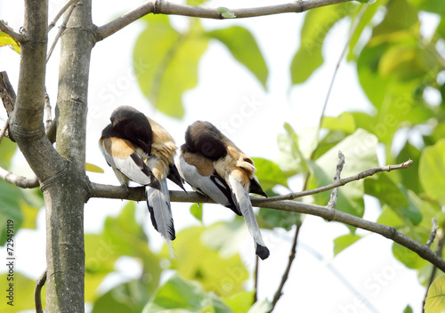 A pair of Rufous Treepie etching at the same time photo