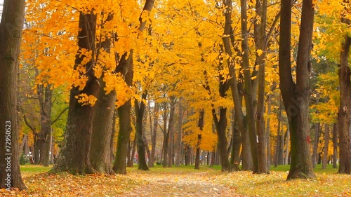 autumn leaves falling from treetops