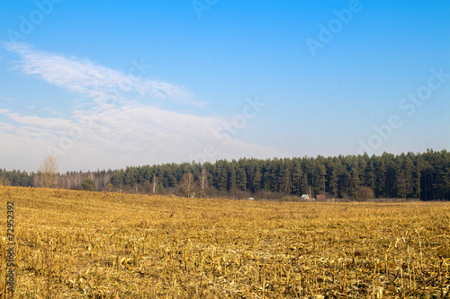 sloping cornfield. sunny day