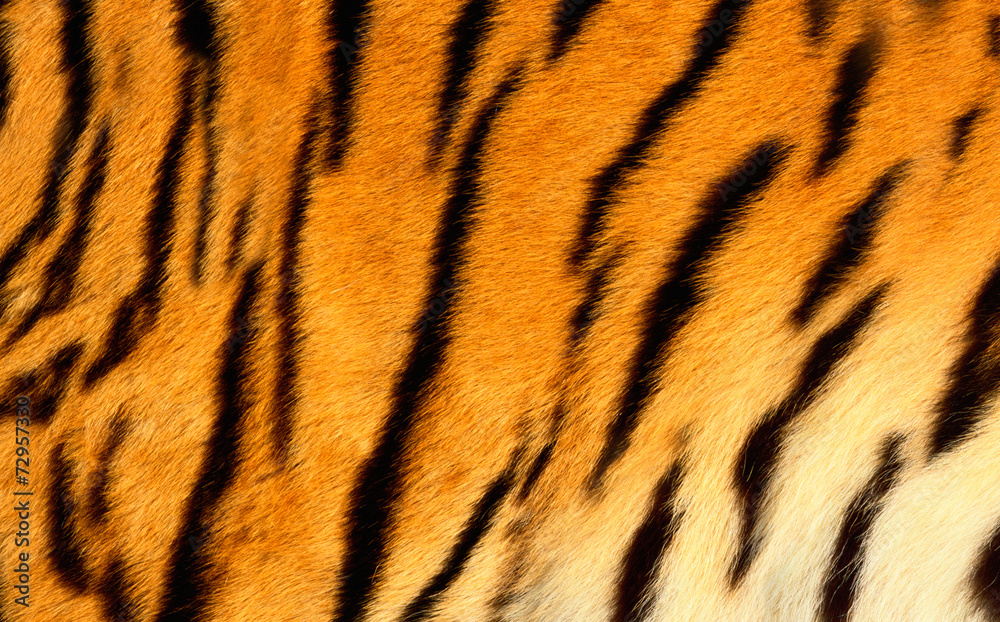 Obraz premium Skóra tygrysa bengalskiego.