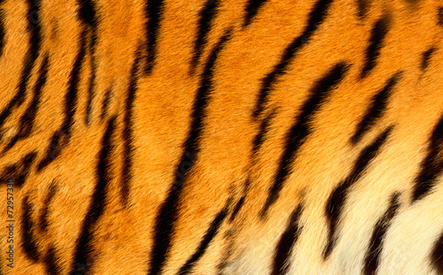 Bengal tiger skin.