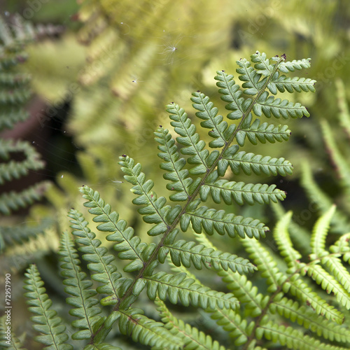 Center of fern leaf in Thailand - selective focus