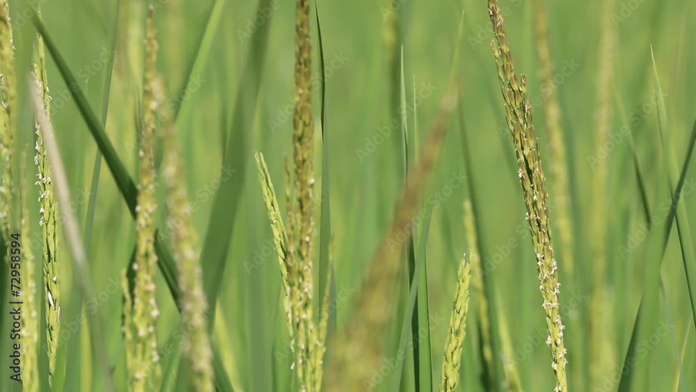 Rice spike in the farm Rice spike in the farm