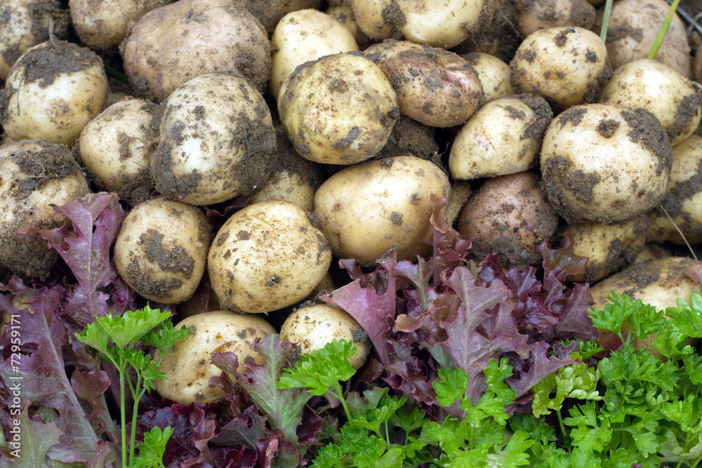 Red salad, green parsley and young potatoes closeup Red salad, green parsley and young potatoes closeup