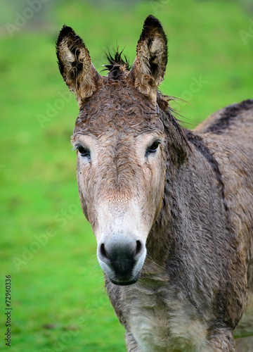 Wet Donkey head shot