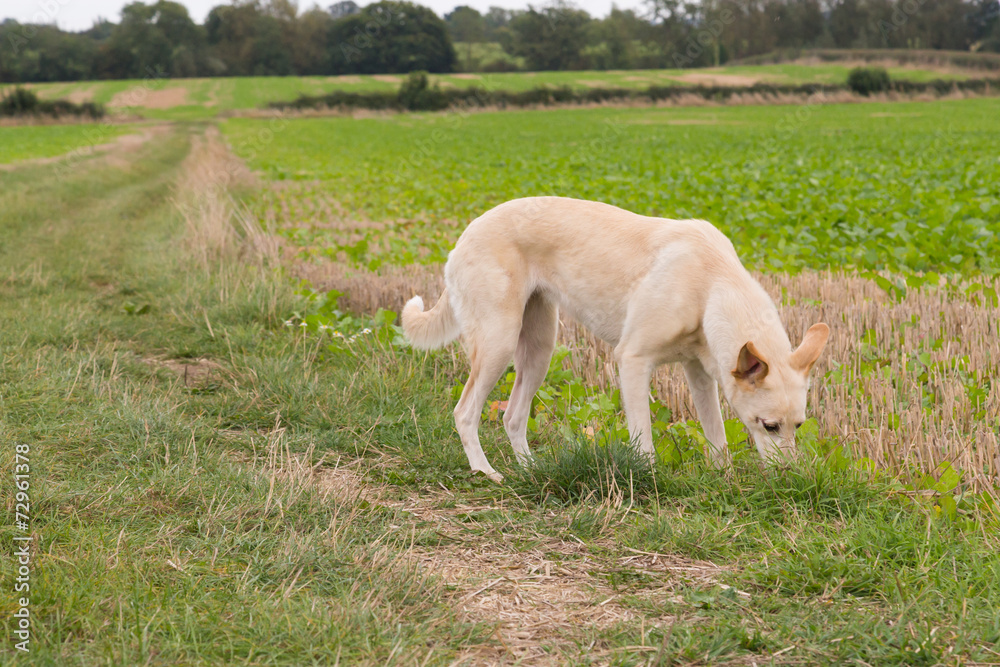 Lurcher Dog in a Field