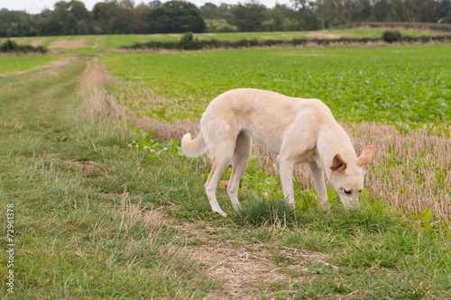 Lurcher Dog in a Field