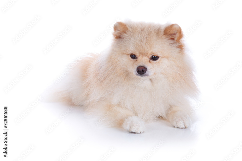 white pomeranian puppy dog