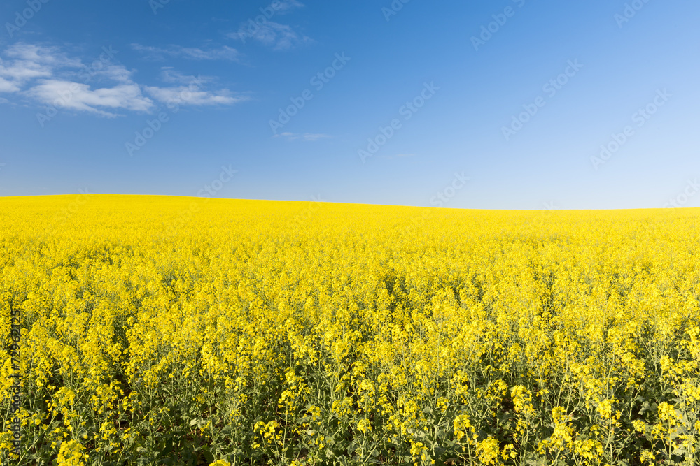 Golden flowering canola field or rapeseed field under a blue sky before harvest
