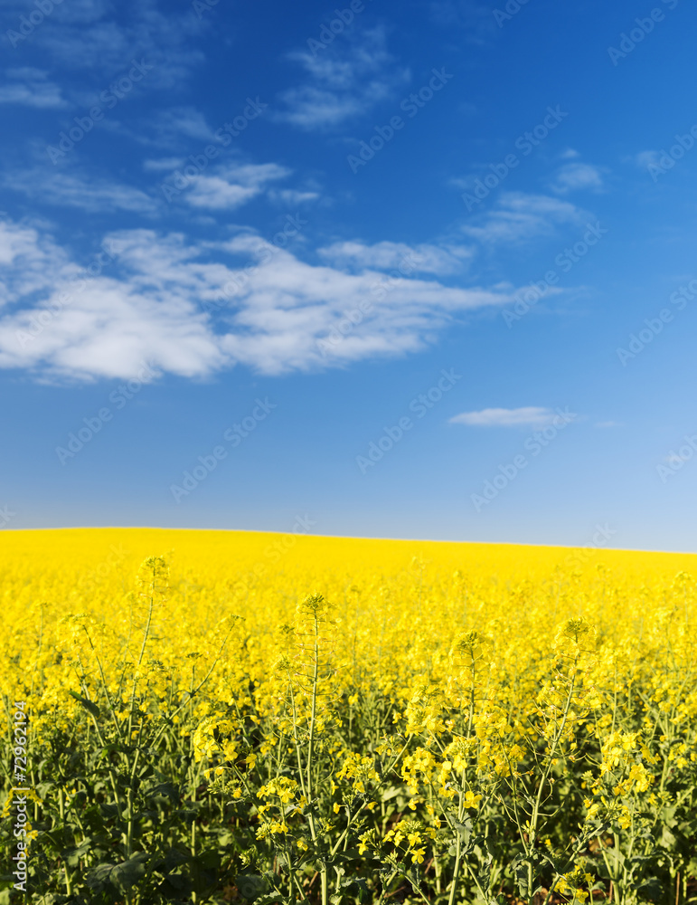 Canola Field Canola Field