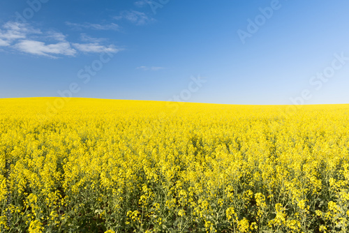 Golden flowering canola field or rapeseed field under a blue sky before harvest © THP Creative