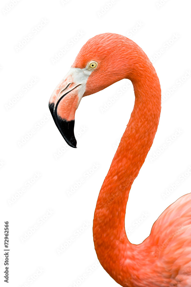 Obraz premium Close up of pink flamingo bird isolated