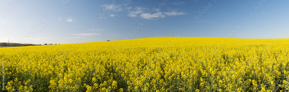 Golden flowering canola field under a blue sky before harvest in panorama Golden flowering canola field under a blue sky before harvest in panorama