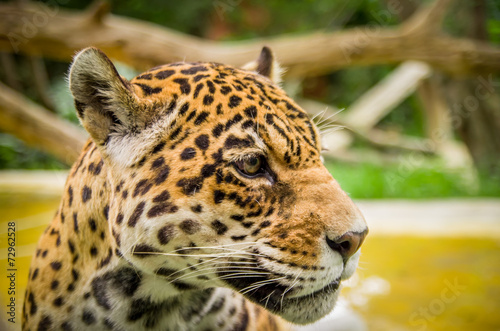 closeup portrait of beautiful jaguar outdoors