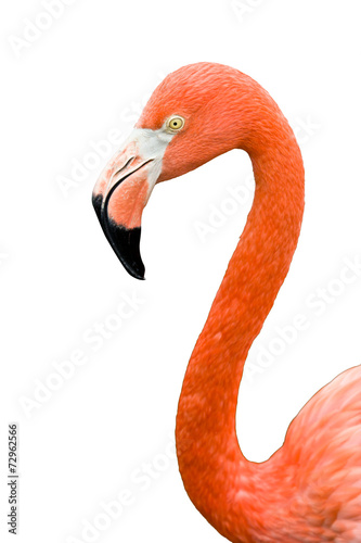 Close up of pink flamingo bird isolated
