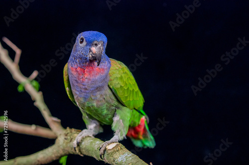 blue headed parrot sitting on a branch photo