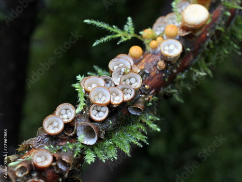 Bird's Nest Fungus - Crucibulum laeve photo