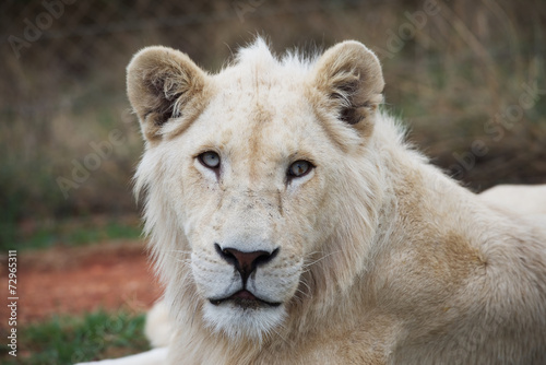 Fototapeta Naklejka Na Ścianę i Meble -  Young white lion
