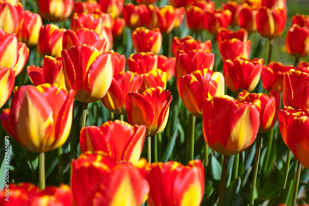 Flowers - nature background