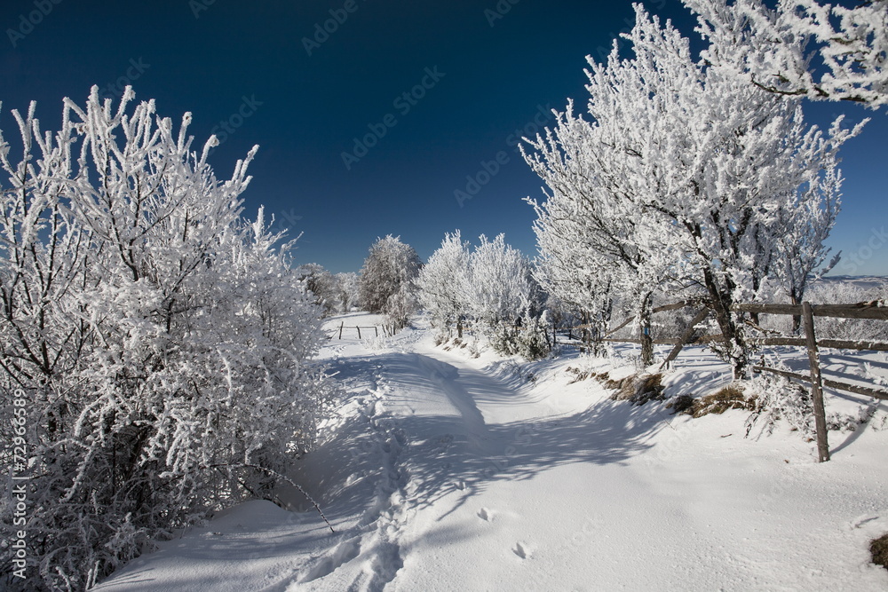 Obraz premium frozen trees