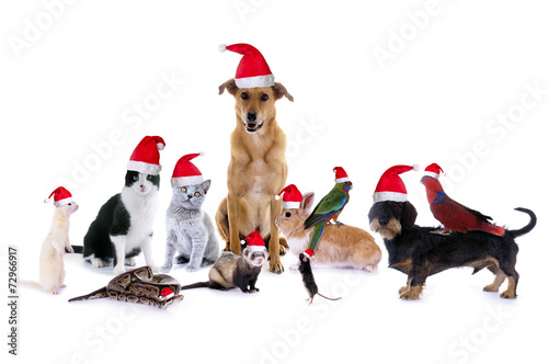 Gruppe Haustiere mit Nikolausmützen © grafikplusfoto