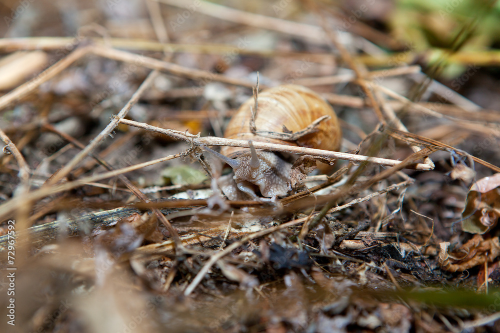 snail on the ground