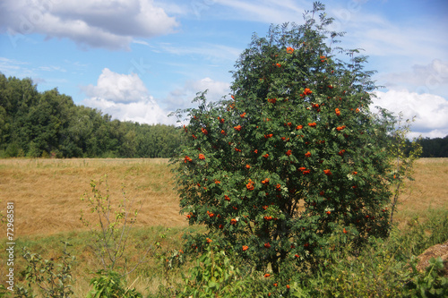 Rowan tree on a background of field