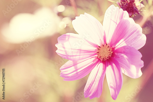pink flower petals macro