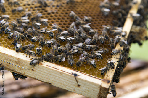 Close up bees on a honeycomb © andreaskrone