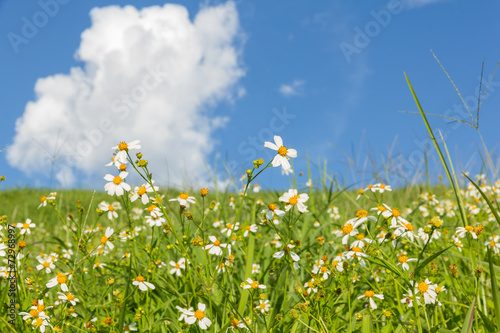 Green grass and White Daisies