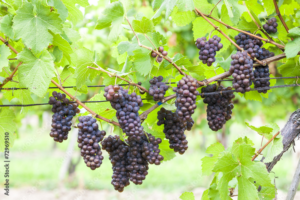 grapes in vineyard (pinot gris), Southern Moravia, Czech Republi