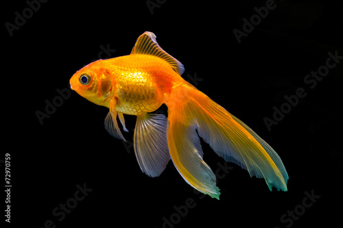 Goldfish Isolated on Black Background