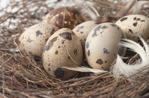 birds eggs