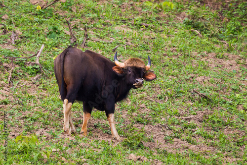 Young Gaur  (Bos gaurus laosiensis) stair at us in nature photo