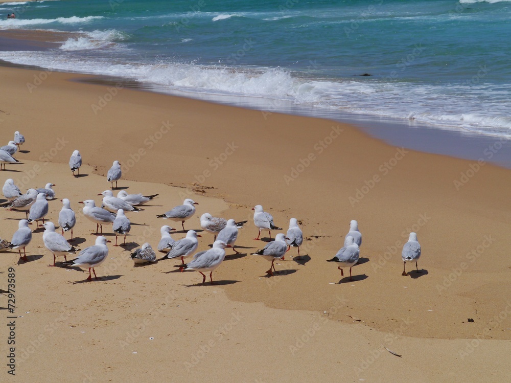 Silver gull  on the Garlie beach in Australia