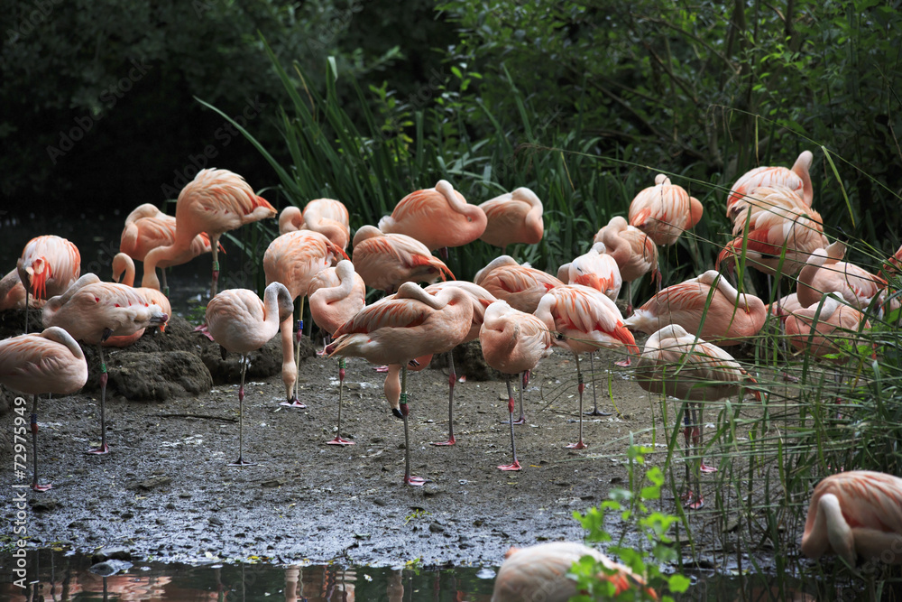 Naklejka premium Chilean flamingo.