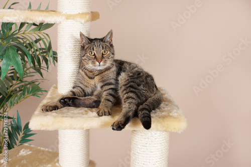 Fototapeta Naklejka Na Ścianę i Meble -  Hauskatze auf Kratzbaum