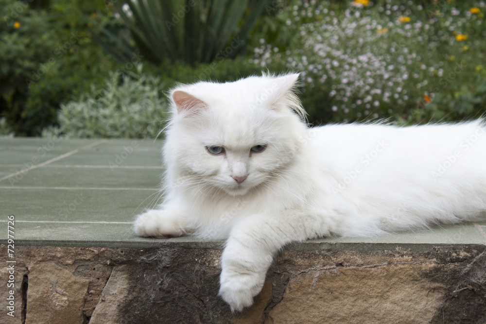 Goody-goody white cat.