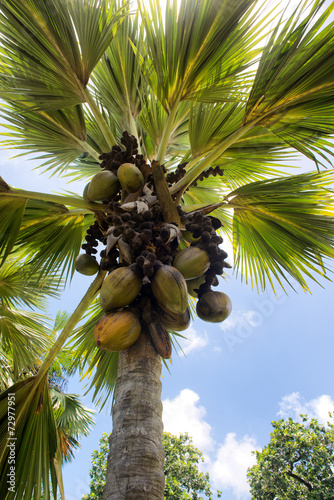 Crop of Coco de Mer coconuts on a palm tree