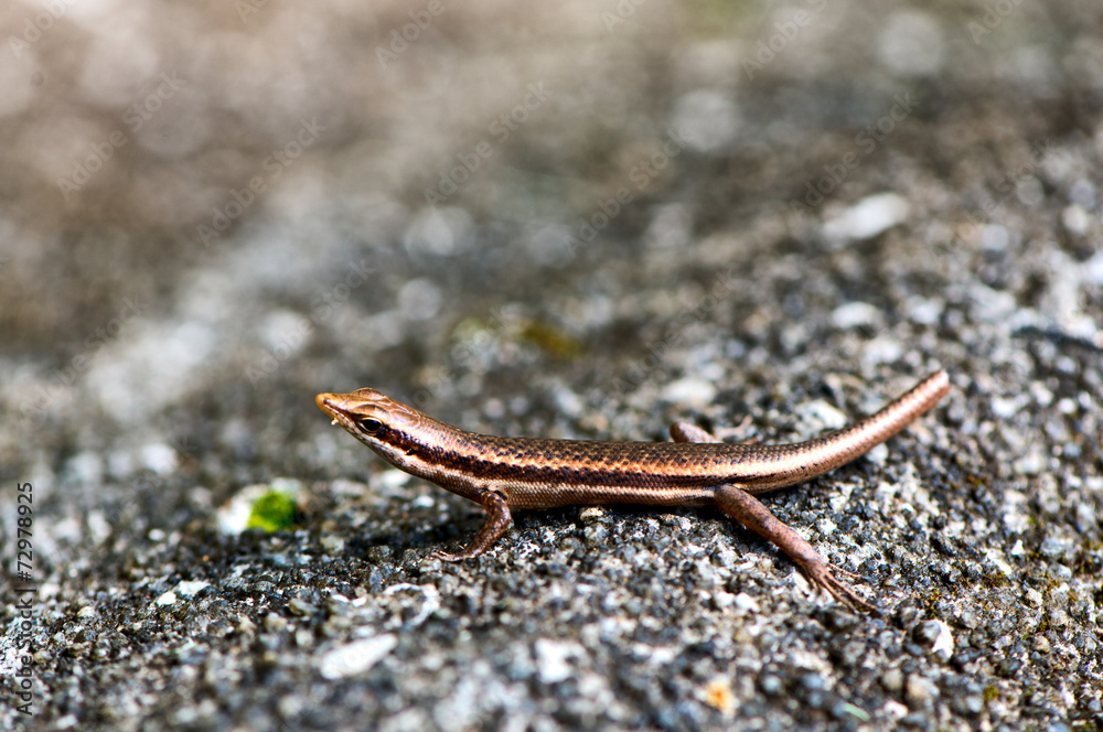 Lizard sunning itself on a rock Lizard sunning itself on a rock