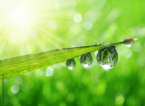 Fresh green grass with dew drops closeup.